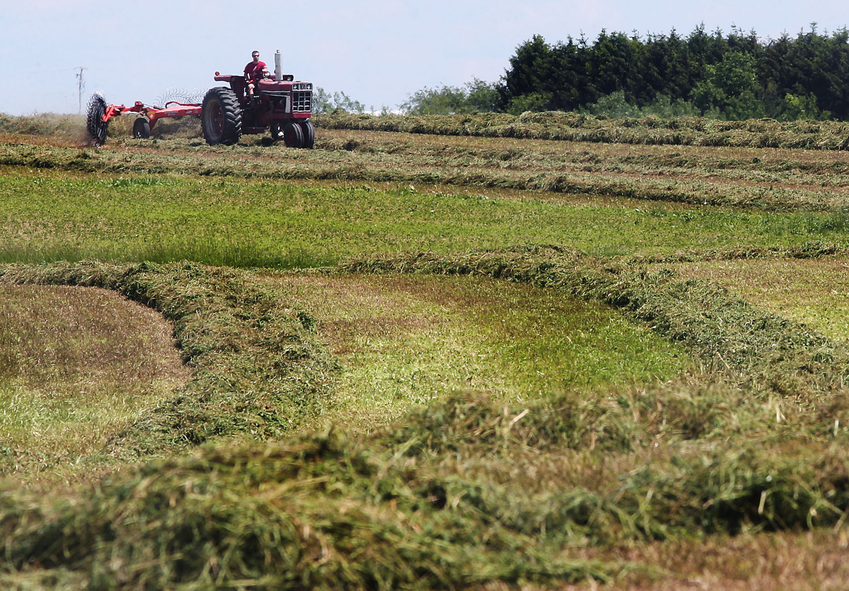 First hay harvest